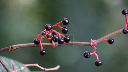Photo for Parthenocissus quinquefolia (Virginia creeper, Victoria creeper, five-leaved ivy, five-finger, woodbine). It is frequently seen covering telephone poles or trees - Royalty Free Image