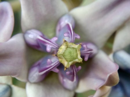 Téléchargez les photos : Calotropis gigantea (Calotrope géant, Biduri, fleur de couronne) avec un fond naturel. Chaque fleur se compose de cinq pétales pointus et d'une petite "couronne" montant du centre. - en image libre de droit