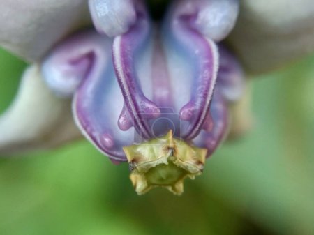 Téléchargez les photos : Calotropis gigantea (Calotrope géant, Biduri, fleur de couronne) avec un fond naturel. Chaque fleur se compose de cinq pétales pointus et d'une petite "couronne" montant du centre. - en image libre de droit