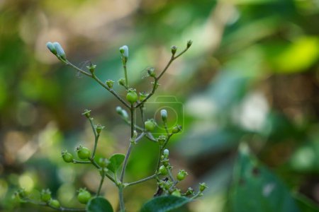Téléchargez les photos : Paederia foetida (aussi appelé skunkvine, stinkvine, gembrot, sembukan, Chinese fever vine) dans le jardin. Cette plante a un arôme spécial et indonésien souvent l'utiliser comme aliment à vapeur - en image libre de droit