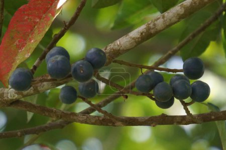 Photo for Elaeocarpus ganitrus (Jenitri, Ganitri, ganiter atau ganitris, kimkungtsi).The fruit is purple in color with quite large seeds and is usually used as beads in jewelry - Royalty Free Image