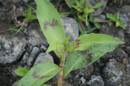 Photo for Persicaria odorata (Vietnamese coriander, rau rm, laksa leaf, Vietnamese cilantro). The plant is believed to repress sexual urges - Royalty Free Image