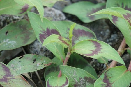 Photo for Persicaria odorata (Vietnamese coriander, rau rm, laksa leaf, Vietnamese cilantro). The plant is believed to repress sexual urges - Royalty Free Image