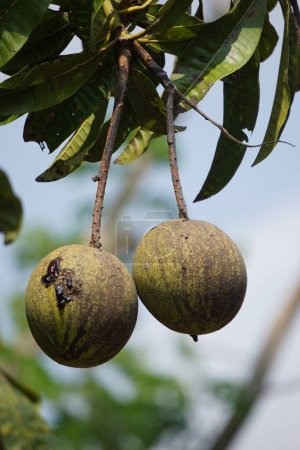 Foto de Mangifera foetida (bacang, ambacang, embacang, mangga bacang, limus, pakl, asam hambawang). Esta fruta es similar al mango pero tiene un aroma más fragante - Imagen libre de derechos