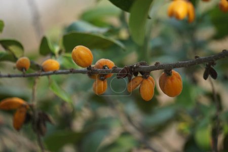 Foto de Fruto de Casearia velutina (Gossypiospermum, Synandrina). Es un arbusto o árbol y crece principalmente en el bioma tropical húmedo.. - Imagen libre de derechos