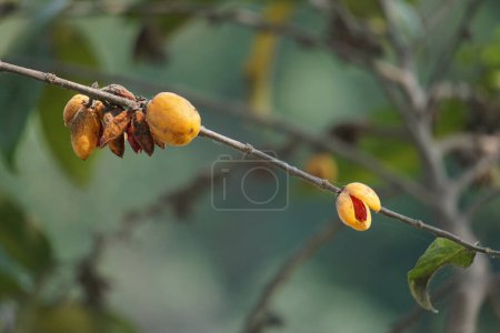 Foto de Fruto de Casearia velutina (Gossypiospermum, Synandrina). Es un arbusto o árbol y crece principalmente en el bioma tropical húmedo.. - Imagen libre de derechos