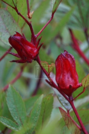 Foto de Flor de Rosella (también llamada roselle) con un fondo natural. Uso como bebida herbal y medicina herbal - Imagen libre de derechos