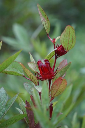 Photo for Rosella flower (also called roselle) with a natural background. Use as herbal drink and herbal medicine - Royalty Free Image