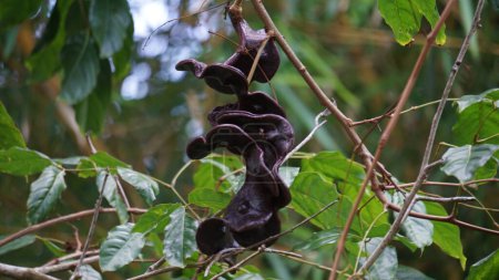 Photo for Archidendron pauciflorum (Blackbead, Dog Fruit, Djenkol tree, Luk Nieng Tree, Ngapi Nut, Pithecellobium lobatum Benth, djengkol, jengkol) on the tree - Royalty Free Image