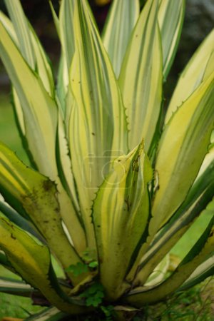 Photo for Agave americana Mediopicta (also called Agave americana, century plant, maguey, American aloe). This plant is known to be able to cause severe allergic dermatitis - Royalty Free Image
