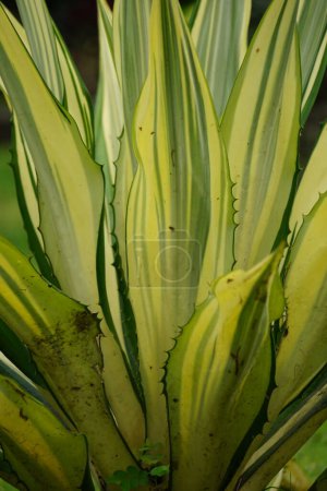 Photo for Agave americana Mediopicta (also called Agave americana, century plant, maguey, American aloe). This plant is known to be able to cause severe allergic dermatitis - Royalty Free Image