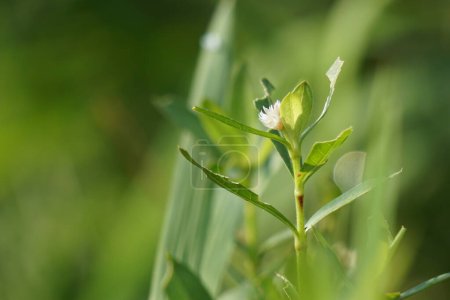 Téléchargez les photos : Alligator weed (Alternanthera philoxeroides) with a background. The exotic tropical grass with a special aroma. The grass is growing in the garden. - en image libre de droit