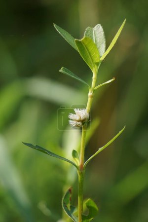 Téléchargez les photos : Alligator weed (Alternanthera philoxeroides) with a background. The exotic tropical grass with a special aroma. The grass is growing in the garden. - en image libre de droit