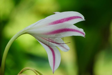 Téléchargez les photos : Amaryllis lys (aussi appelé bunga bakung) dans la nature - en image libre de droit