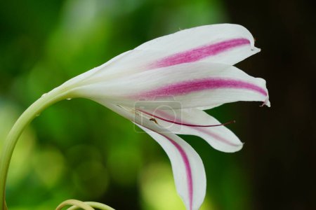 Téléchargez les photos : Amaryllis lys (aussi appelé bunga bakung) dans la nature - en image libre de droit