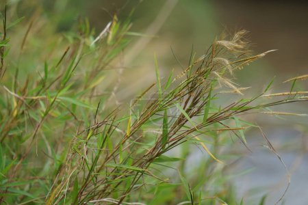 Pogonatherum crinitum (Bamboo grass, kotokan merangan, Andropogon crinitus, Pogonopsis tenera, Andropogon monandrus). This plant is useful as a urine laxative and fever medicine for children