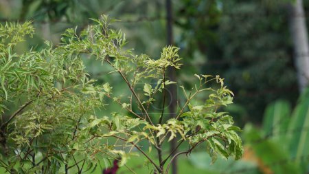 Polyscias fruticosa (Ming aralia, arbre nain, Daun berlangkas, kuku garuda, poXoteh). Dans les pays asiatiques, les feuilles de Polyscias fruticosa sont utilisées comme tonique, anti-inflammatoire, 