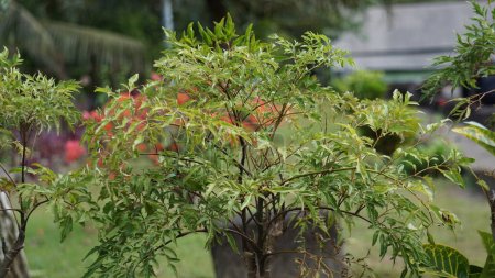 Polyscias fruticosa (Ming aralia, dwarf tree, Daun berlangkas, kuku garuda, pokok teh). In Asian countries, the leaves of the Polyscias fruticosa are used as a tonic, anti-inflammatory, 