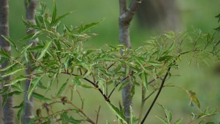 Polyscias fruticosa (Ming aralia, arbre nain, Daun berlangkas, kuku garuda, poXoteh). Dans les pays asiatiques, les feuilles de Polyscias fruticosa sont utilisées comme tonique, anti-inflammatoire, 