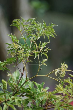 Polyscias fruticosa (Ming aralia, Zwergbaum, Daun berlangkas, kuku garuda, pokok teh). In asiatischen Ländern werden die Blätter des Polyscias fruticosa als stärkendes, entzündungshemmendes Mittel verwendet, 