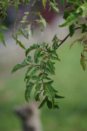 Polyscias fruticosa (Ming aralia, dwarf tree, Daun berlangkas, kuku garuda, pokok teh). In Asian countries, the leaves of the Polyscias fruticosa are used as a tonic, anti-inflammatory, 