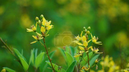 Photo for Galphimia glauca (Also called hujan mas, noche buena, Gold shower thryallis, Noche buena, Rain of gold) flower.The plants dried leaves and flowers are macerated in alcohol and shaken - Royalty Free Image