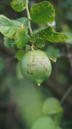 Foto de Citrus aurantiifolia en el árbol. Indonesio lo llaman jeruk nipis - Imagen libre de derechos
