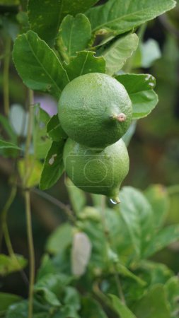 Foto de Citrus aurantiifolia en el árbol. Indonesio lo llaman jeruk nipis - Imagen libre de derechos