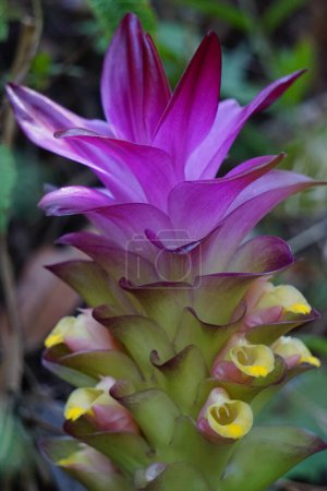 Foto de Flor tumérica (Curcuma longa) con un fondo natural. - Imagen libre de derechos