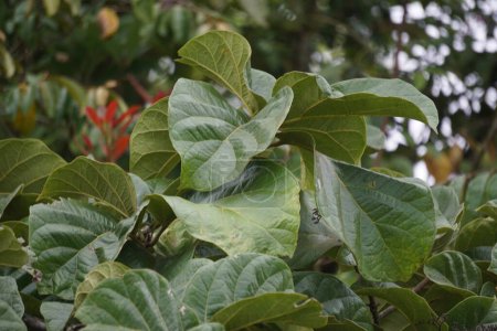cordifolia