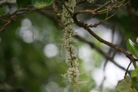 Foto de Macadamia ternifolia (pequeña nuez de Queensland fructificada, nuez de gympie) flor. cuidado de la piel, tratamientos antienvejecimiento, cuidado de las uñas y aromaterapia. - Imagen libre de derechos