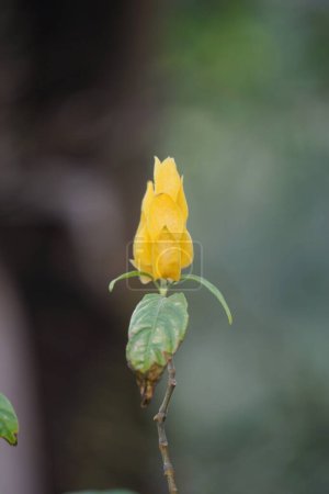Foto de Pachystachys lutea (planta de camarones dorados, planta de piruleta, lilin emas, tanaman lolipop). Es un arbusto siempreverde tropical de tallo blando de entre 0,5 y 2,5 metros de altura. - Imagen libre de derechos