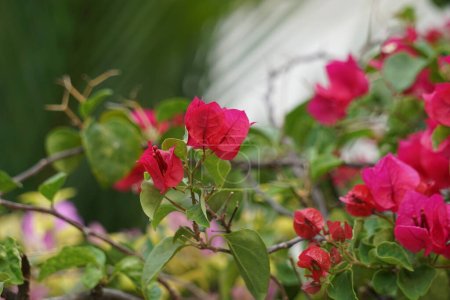 Foto de La flor exótica de la buganvilla (Bunga kertas, bugenvil) en la naturaleza - Imagen libre de derechos