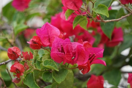 Foto de La flor exótica de la buganvilla (Bunga kertas, bugenvil) en la naturaleza - Imagen libre de derechos