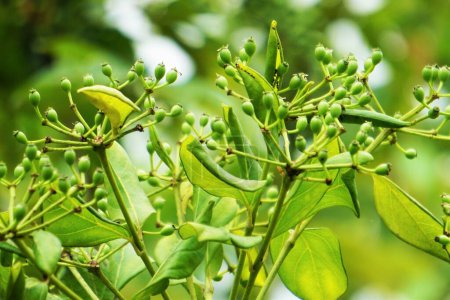 Phellodendron amurense (árbol del corcho Amur). Se ha utilizado como medicina tradicional china para el tratamiento de la meningitis, disentería bacilar, neumonía, tuberculosis, tumores, ictericia
