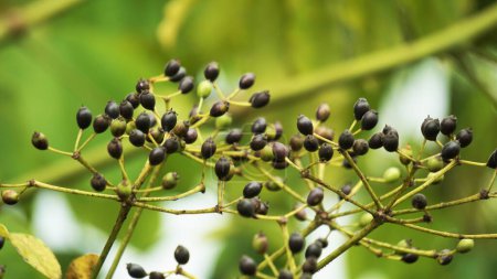 Phellodendron amurense (árbol del corcho Amur). Se ha utilizado como medicina tradicional china para el tratamiento de la meningitis, disentería bacilar, neumonía, tuberculosis, tumores, ictericia