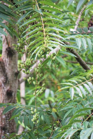 Toona sinensis (Chinese mahogany, Chinese cedar, Chinese toon, beef plant, onion plant, red toon). Toona sinensis are beneficial for digestion and cough problems, and can help to stop bleeding