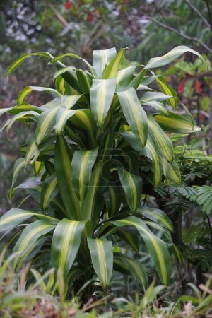 Foto de Dracaena fragrans (tallo de maíz dracaena, dracaena rayas, dracaena compacta, planta de maíz). Esta planta es un arbusto de crecimiento lento, generalmente multitallo en la base, especímenes maduros que alcanzan los 15 m - Imagen libre de derechos