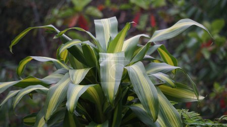 Foto de Dracaena fragrans (tallo de maíz dracaena, dracaena rayas, dracaena compacta, planta de maíz). Esta planta es un arbusto de crecimiento lento, generalmente multitallo en la base, especímenes maduros que alcanzan los 15 m - Imagen libre de derechos