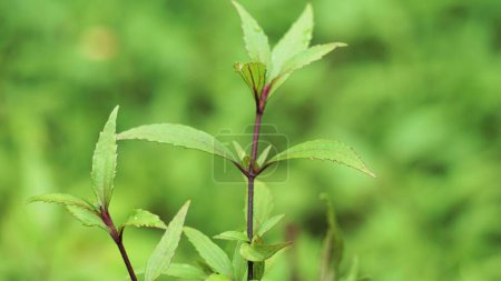 Téléchargez les photos : Ageratina riparia (mistflower, croftonweed rampant, mistflower, river-eupatorium, propagation de la racine de serpent, roro ireng). Il a été le plus souvent utilisé comme plante ornementale - en image libre de droit
