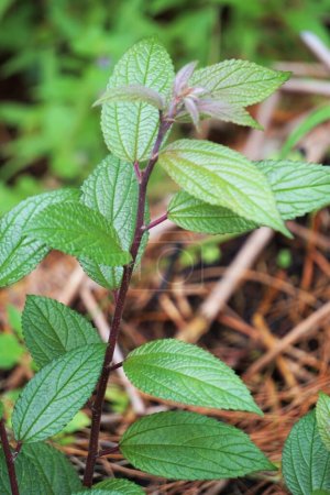 Spiraea japonica (Dulce de pradera japonesa, Espiraea japonesa). Ha sido utilizado como medicina tradicional por los nativos, y se encontró que los extractos de las plantas eran bioactivos.
