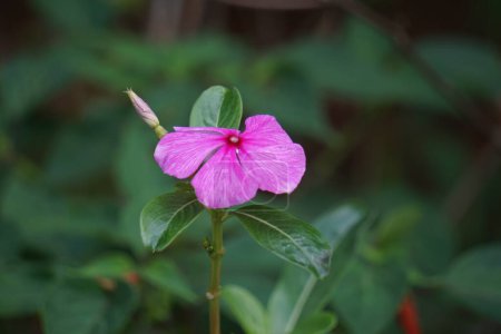 Catharanthus roseus (ojos brillantes, periwinkle del cabo, planta del cementerio, periwinkle de Madagascar, doncella vieja, periwinkle rosado, periwinkle rosado) flor. Esta planta contiene productos químicos como vincristina, etc.