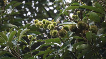 Castanea mollissima (Chinese chestnut, sarangan, berangan, Saninten, Castanopsis argentea, rambutan hutan). The nuts are edible, and the tree is widely cultivated in eastern Asia