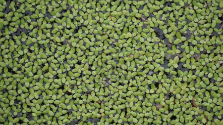 Lemna minor (Mata Lele, thallus, common duckweed, lesser duckweed). Lemna minor is very suitable for bioethanol production