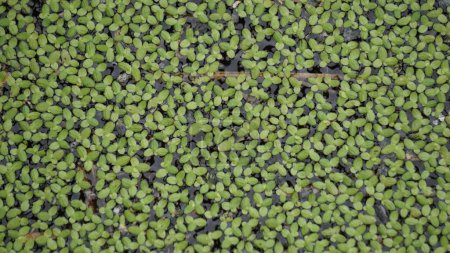 Lemna minor (Mata Lele, thallus, common duckweed, lesser duckweed). Lemna minor is very suitable for bioethanol production