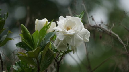 Gardenia jasminoides (gardenia, cape jasmine, Kacapiring wangi, cepiring, jempiring). Gardenia flowers can be eaten raw, pickled, or preserved in honey