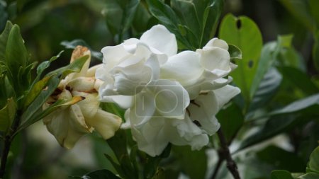 Gardenia jasminoides (gardenia, cape jasmine, Kacapiring wangi, cepiring, jempiring). Gardenia flowers can be eaten raw, pickled, or preserved in honey