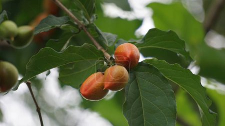 Bunchosia glandulifera (Erdnussbutter, Caferana, Guarana, Kacang amazone). diese Frucht essbar und im Volksmund frisch gegessen, wie es ist, genossen für das einzigartige Erdnussaroma und Schweiß