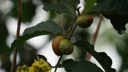 Bunchosia glandulifera (fruits au beurre d'arachide, caferana, falso guarana, Kacang amazone). ce fruit comestible et consommé frais tel quel, apprécié pour son arôme unique d'arachide et sa sueur