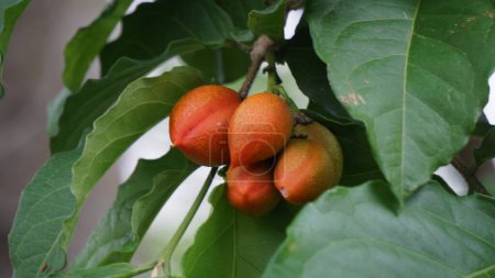 Bunchosia glandulifera (Erdnussbutter, Caferana, Guarana, Kacang amazone). diese Frucht essbar und im Volksmund frisch gegessen, wie es ist, genossen für das einzigartige Erdnussaroma und Schweiß